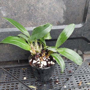 A small potted orchid plant with glossy green leaves and visible brown roots, growing in a black plastic pot filled with white and dark pebbles, placed on a black plastic tray.