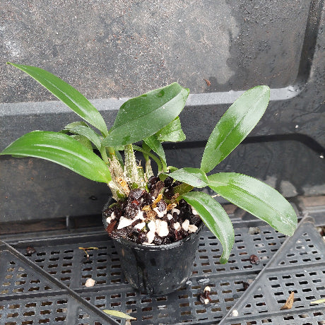 A small potted orchid plant with glossy green leaves and visible brown roots, growing in a black plastic pot filled with white and dark pebbles, placed on a black plastic tray.