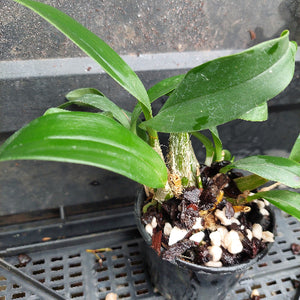 A potted Dendrobium orchid plant with vibrant green leaves and a fibrous root crown, growing in a black plastic starter pot filled with bark, white pebbles, and dried flower buds, set on a black plastic tray.