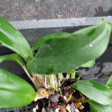 A close-up of a green leafy plant growing in a black plastic pot filled with bark and small dark brown organic pieces, photographed against a dark gray surface.