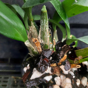 Close-up of a green orchid plant with a new upright stem and fronds, growing in a pot filled with dark bark, white stones, and dried brown organic material.