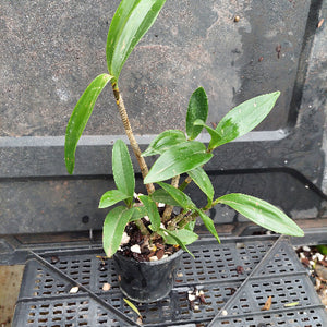 A small potted green plant with long glossy leaves in a black plastic nursery pot, placed on a black plastic tray against a dark textured background.
