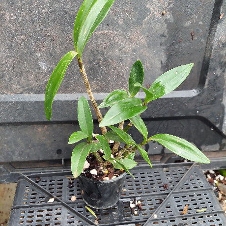 A small potted green plant with long glossy leaves in a black plastic nursery pot, placed on a black plastic tray against a dark textured background.