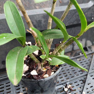 A close-up of a potted orchid plant with green leaves and multiple tan-brown stems, growing in a black plastic nursery pot filled with bark and white stones, placed on a dark plastic tray.