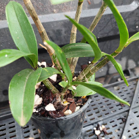 A close-up of a potted orchid plant with green leaves and multiple tan-brown stems, growing in a black plastic nursery pot filled with bark and white stones, placed on a dark plastic tray.