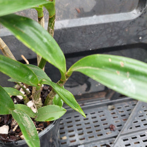 A close-up of a green orchid plant in a black plastic nursery pot with drainage holes, photographed in a greenhouse or nursery setting.