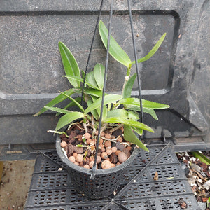 A potted green orchid plant in a black hanging basket with black hanging wires, filled with brown pebbles, set against a dark gray plastic nursery tray.