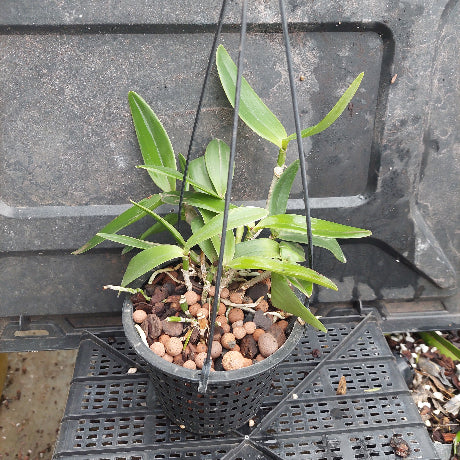 A potted green orchid plant in a black hanging basket with black hanging wires, filled with brown pebbles, set against a dark gray plastic nursery tray.
