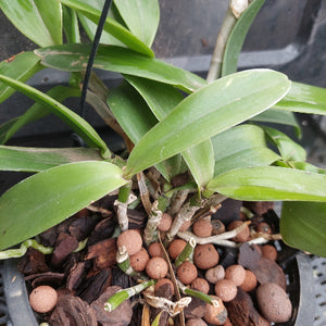 A close-up of a potted orchid plant with broad green leaves, growing in a black plastic pot filled with brown bark and terracotta pebbles.