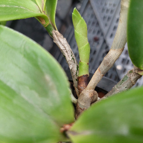 Close-up of a green leafy plant with a new upright bud emerging from the center, showing brown stem nodes and a dark nursery pot in the background.