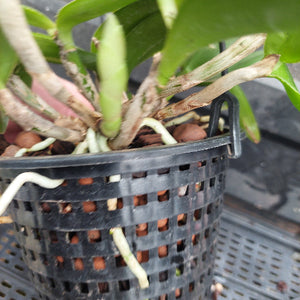A close-up of a potted orchid plant in a black plastic hanging basket with drainage holes, showing green leaves, brown bark, and white roots.