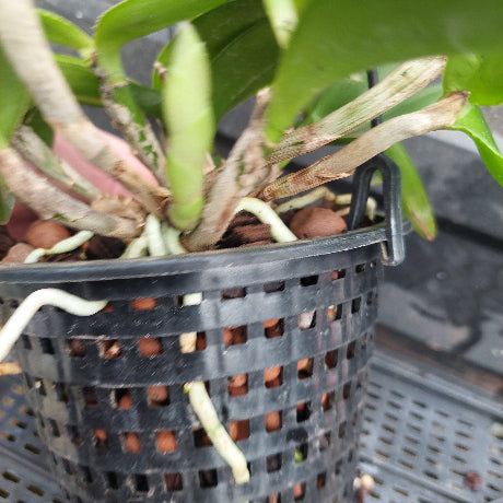 A close-up of a potted orchid plant in a black plastic hanging basket with drainage holes, showing green leaves, brown bark, and white roots.