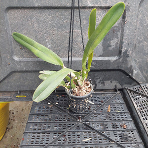 A potted green orchid plant in a small black plastic nursery pot, placed on a black plastic tray against a dark gray container background.