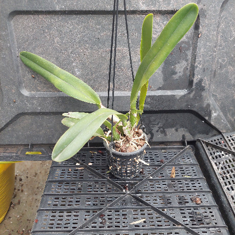 A potted green orchid plant in a small black plastic nursery pot, placed on a black plastic tray against a dark gray container background.