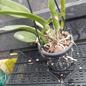 A potted orchid plant in a black plastic hanging basket, shown on a black plastic nursery tray. The plant has green leaves and a visible brown bulb base with some dried, browned foliage.