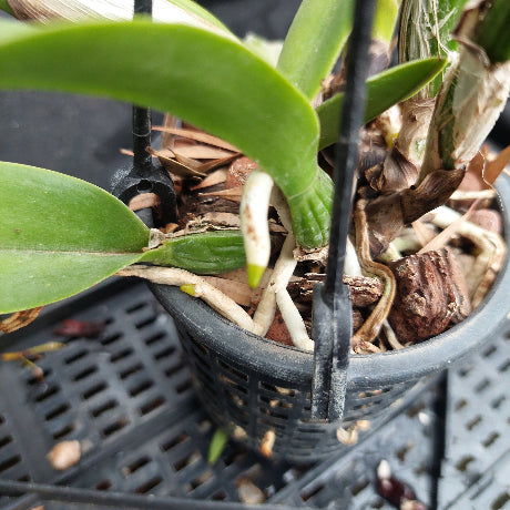 A close-up of a potted orchid plant with green leaves, white roots, and brown bark in a black plastic hanging basket on a black plastic tray.