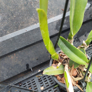 A close-up of a potted orchid plant with thick green leaves and a black plastic nursery pot filled with bark and pebbles, photographed against a dark gray greenhouse background.