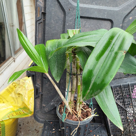 A potted Dendrobium orchid plant with green leaves and visible roots, sitting in a black nursery pot on a black plastic crate outdoors.