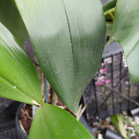 Close-up of a green leafy plant with broad, glossy leaves in a potted nursery setting.