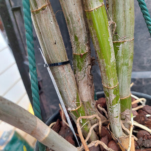 Close-up of a potted plant with thick green and tan bamboo-like stems growing out of a black pot filled with bark or wood chips. A green garden hose is wrapped around one stem, and a clear plastic tag is attached near the base.