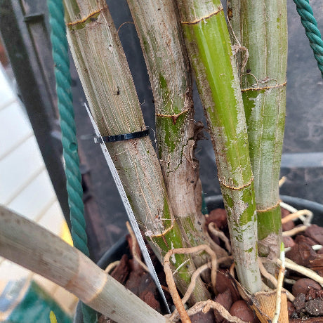 Close-up of a potted plant with thick green and tan bamboo-like stems growing out of a black pot filled with bark or wood chips. A green garden hose is wrapped around one stem, and a clear plastic tag is attached near the base.