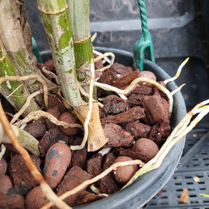 Close-up of a potted plant with green bamboo-like stalks, exposed light tan roots, and reddish-brown bark chips in a black plastic nursery pot.