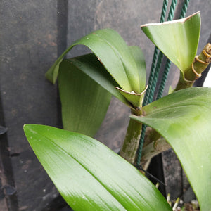 Close-up of a green leafy plant with broad glossy leaves growing against a dark textured background, with a green wire support visible behind it.