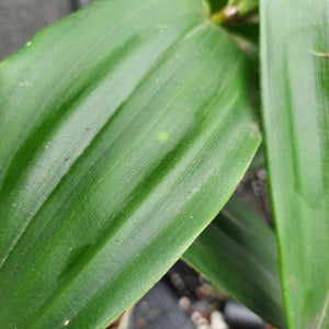 Close-up of a green plant leaf with prominent parallel veins and a glossy texture, with other leaves and a dark out-of-focus background visible.
