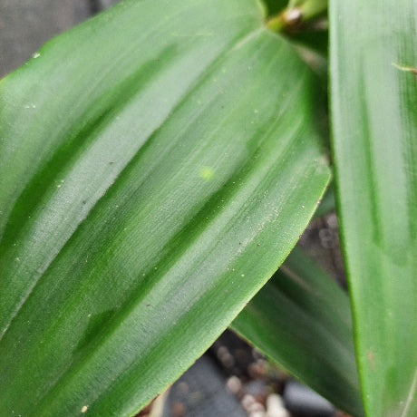 Close-up of a green plant leaf with prominent parallel veins and a glossy texture, with other leaves and a dark out-of-focus background visible.