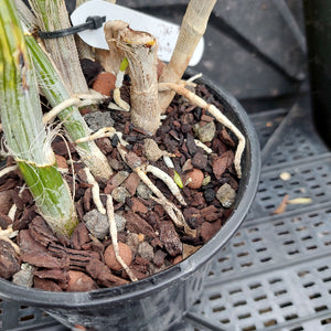 Close-up of a potted plant with thick cut stems, fibrous roots, and a hanging white tag, planted in brown bark and small pebbles inside a black nursery pot on a plastic tray.