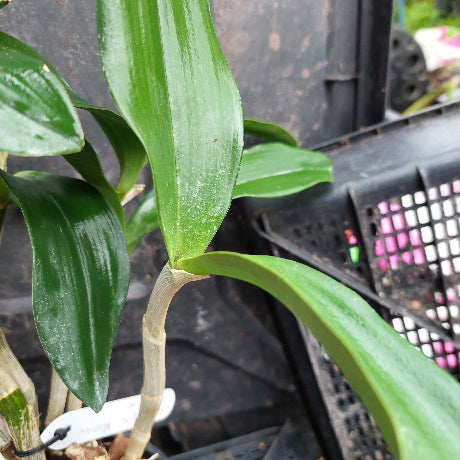 A close-up of a green orchid plant with broad, glossy leaves growing in a black plastic nursery tray.