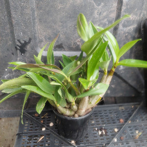 A potted Dendrobium orchid plant with green leaves and pale beige pseudobulbs in a black plastic nursery pot, placed on a black plastic tray against a dark gray textured background.