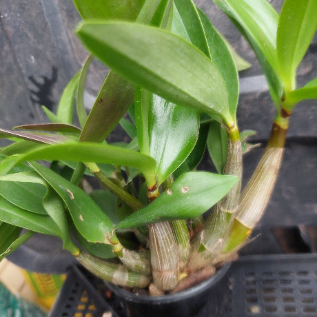 A close-up of a green Dendrobium orchid plant in a black plastic nursery pot, showing its glossy leaves and striped pseudobulbs.