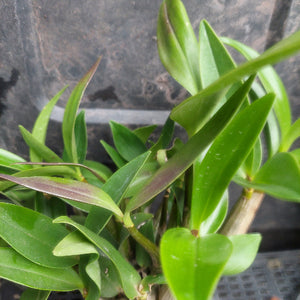 A close-up of a green orchid plant with long, slender leaves and a thick central stem, photographed against a dark textured background.