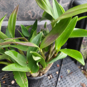 A potted green orchid plant with long, narrow leaves and some reddish-purple tones along the edges, growing in a black plastic nursery pot on a gray grid tray.