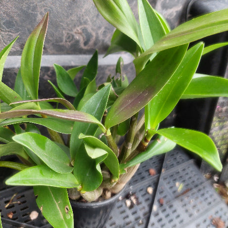 A potted green orchid plant with long, narrow leaves and some reddish-purple tones along the edges, growing in a black plastic nursery pot on a gray grid tray.