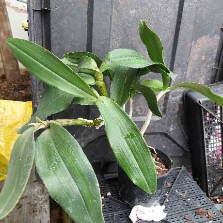 A potted green orchid plant with broad, glossy leaves in a black nursery pot, placed on a black plastic tray against a dark corrugated background.