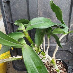 A live Dendrobium orchid plant with green leaves and pale pseudobulbs, growing in a black plastic pot filled with bark, set against a dark plastic nursery crate.