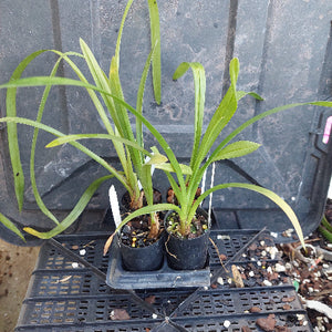 Cymbidium Orchid