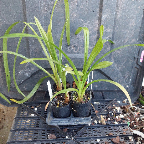 Cymbidium Orchid