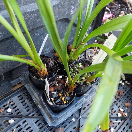 Cymbidium Orchids