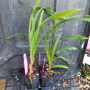 Cymbidium Orchids