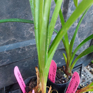 Close-up of a potted green orchid plant with long narrow leaves and pink handwritten plant tags in black nursery pots against a dark gray tiled background.