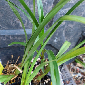 A close-up of a potted green plant with long, slender leaves growing in a small black pot filled with pebbles, set against a dark gray stone or tile background.