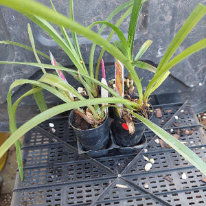 Two small potted orchids in black nursery pots sitting on a black plastic tray, with long green leaves and small pinkish-red flower buds visible.