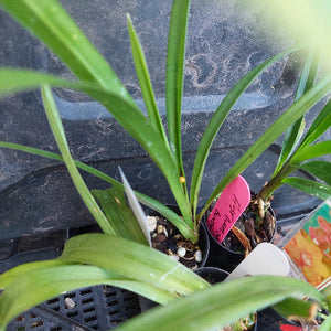 A close-up of a potted green plant with long narrow leaves, shown in a black nursery pot with pebbles and a pink handwritten plant tag on a dark tray.