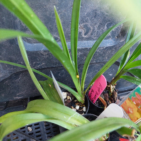A close-up of a potted green plant with long narrow leaves, shown in a black nursery pot with pebbles and a pink handwritten plant tag on a dark tray.