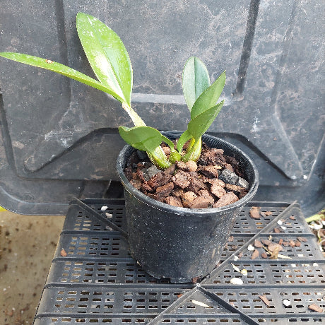 Dendrobium Rays Quest x Dendrobium speciosum (Ted x Windermere) 8