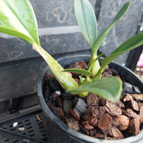 A close-up of a green orchid plant growing in a black plastic pot filled with bark and small white stones, photographed against a dark textured background.