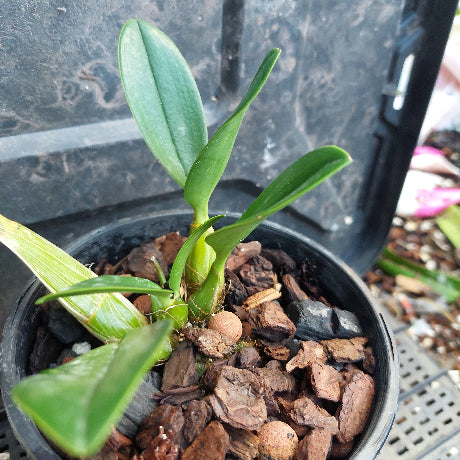 A small green orchid plant in a black plastic pot filled with bark and small stones, photographed close up against a dark nursery or greenhouse background.